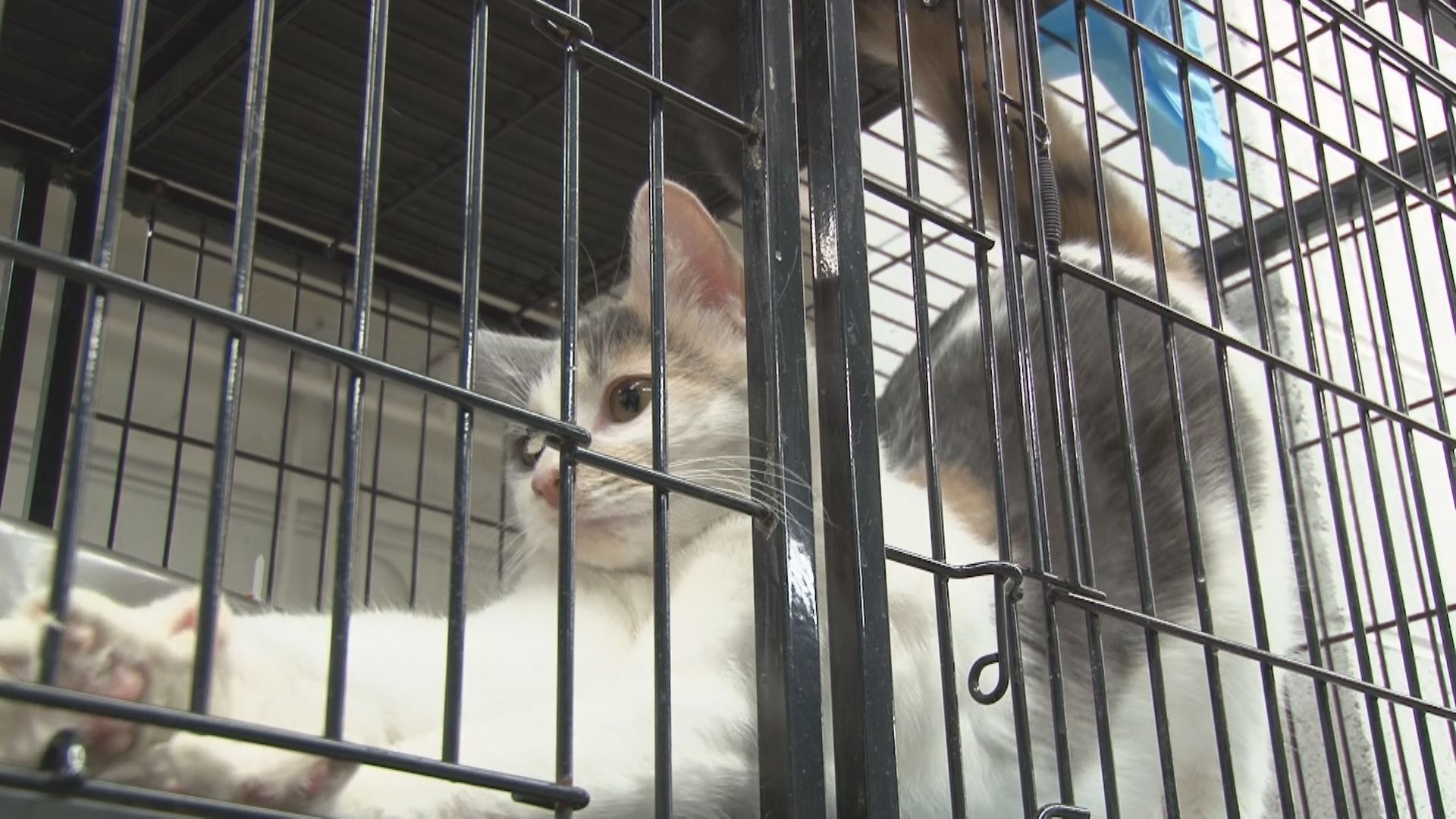 Fundraising efforts pick up for destroyed Kentucky animal shelter