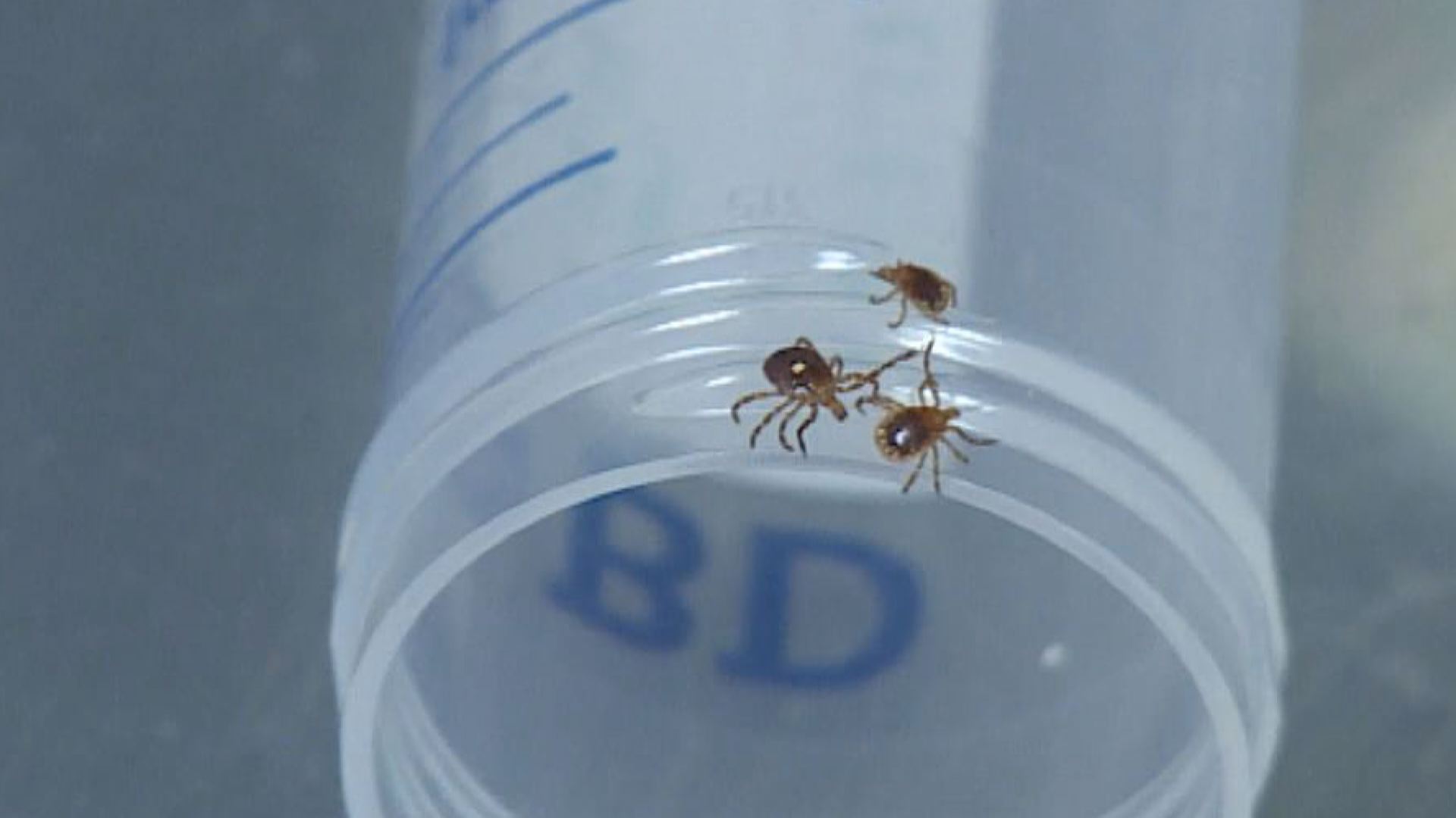 More ticks this spring after a cold winter