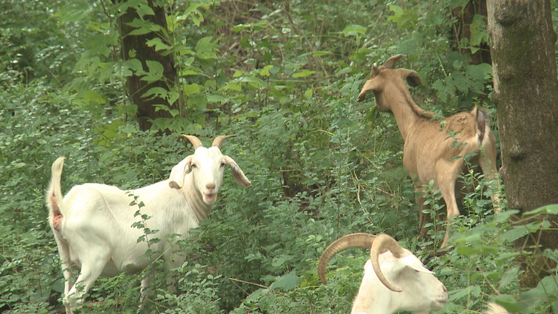 Goats chow on kudzu, weeds on future Knoxville greenway