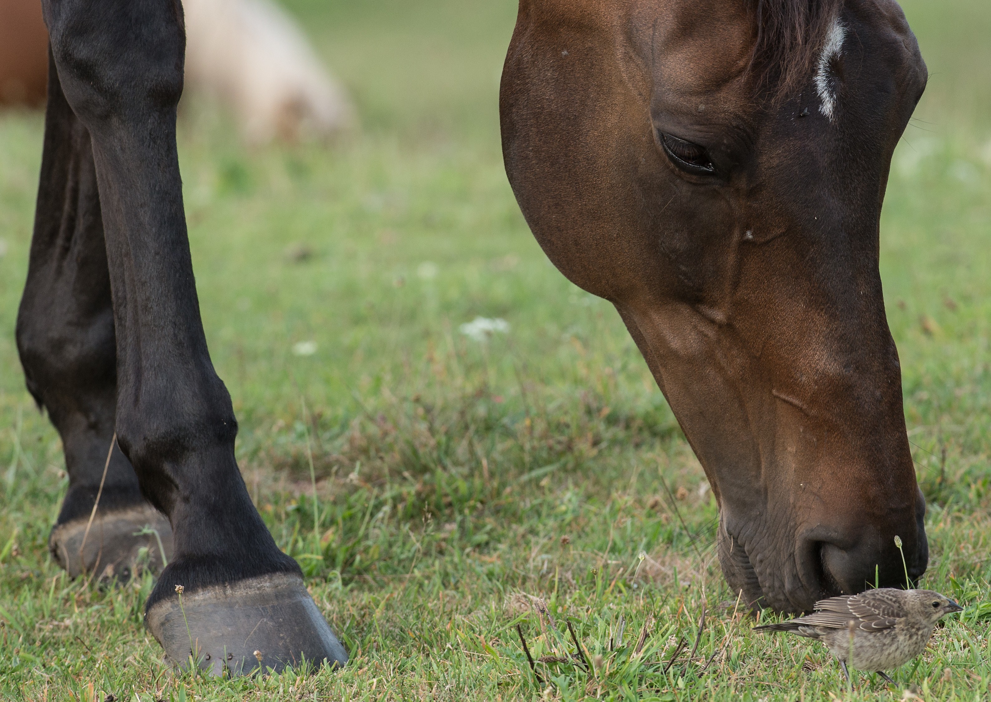 Banned substances on sored horses undercut compliance claims, some say