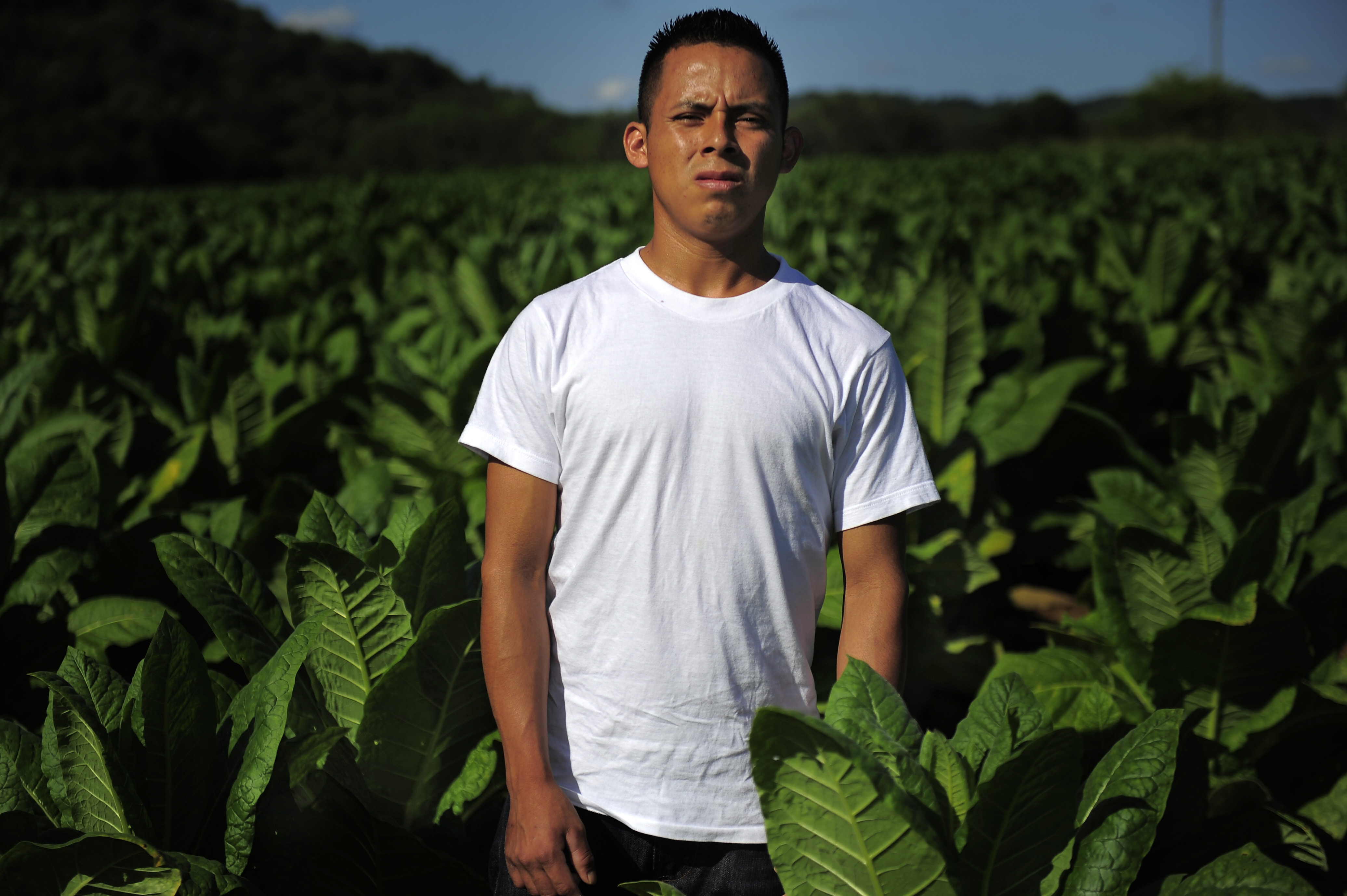 tobacco production in tennessee Farm and Old Trace Drive Kids work on Tennessee's tobacco
