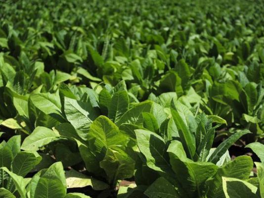 dipping tobacco health risks Why is smoking bad for you? dipping tobacco health risks Why is smoking bad for you?