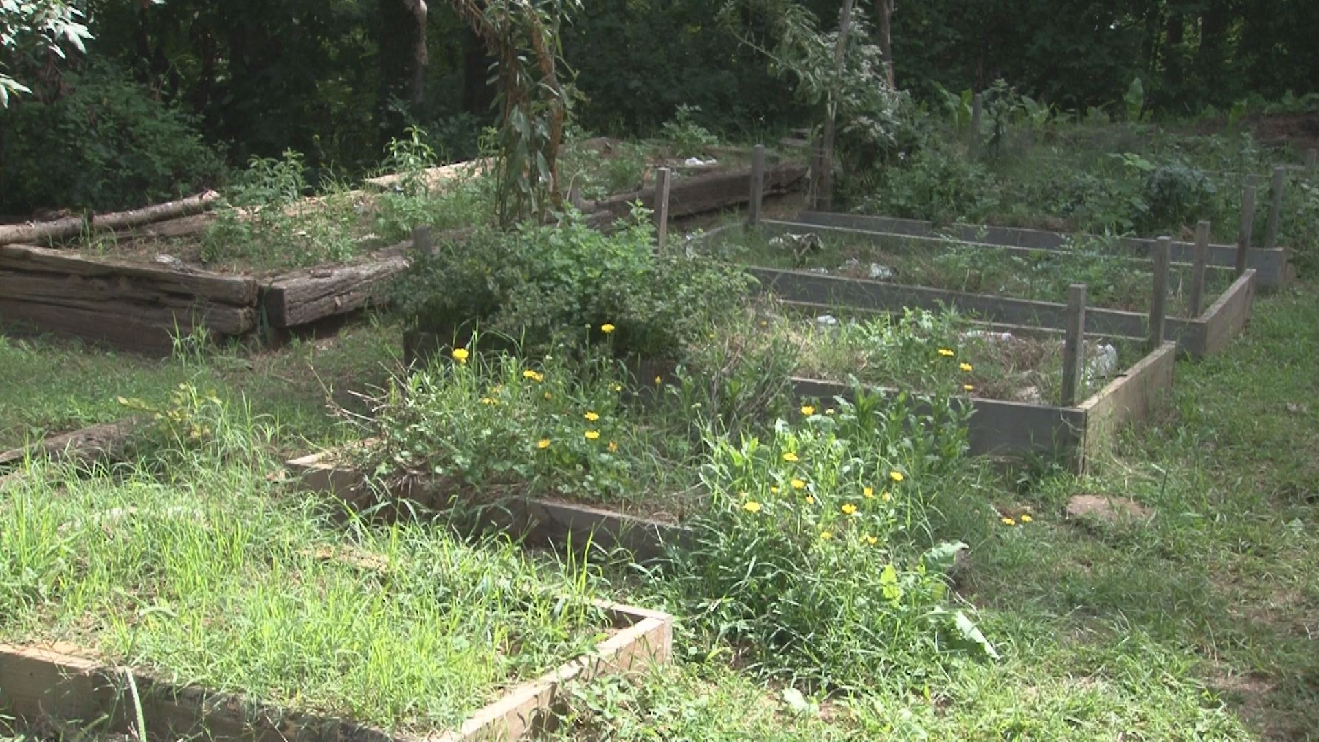 Rare herbs preserved on East Tennessee farm