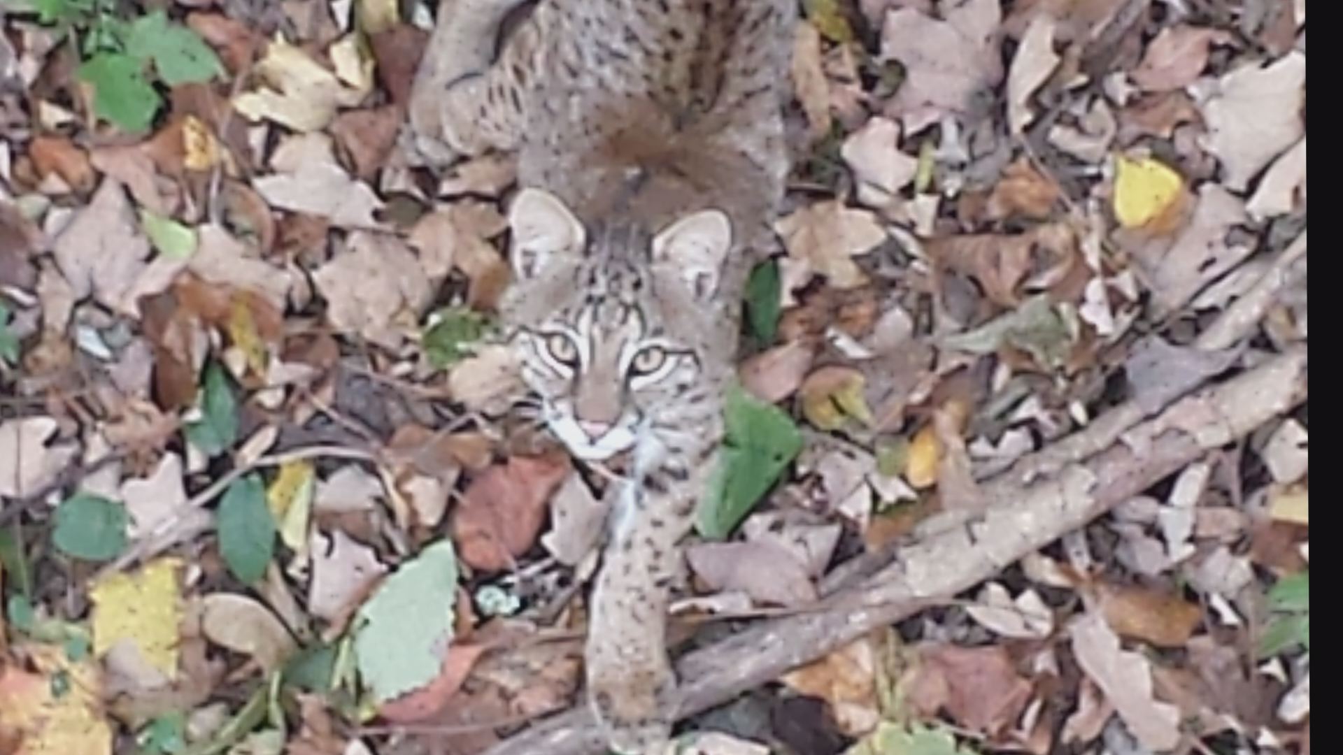 Man gets video of close encounter with bobcat