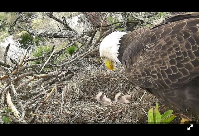 Watch: Baby eagle hatches Christmas Day 