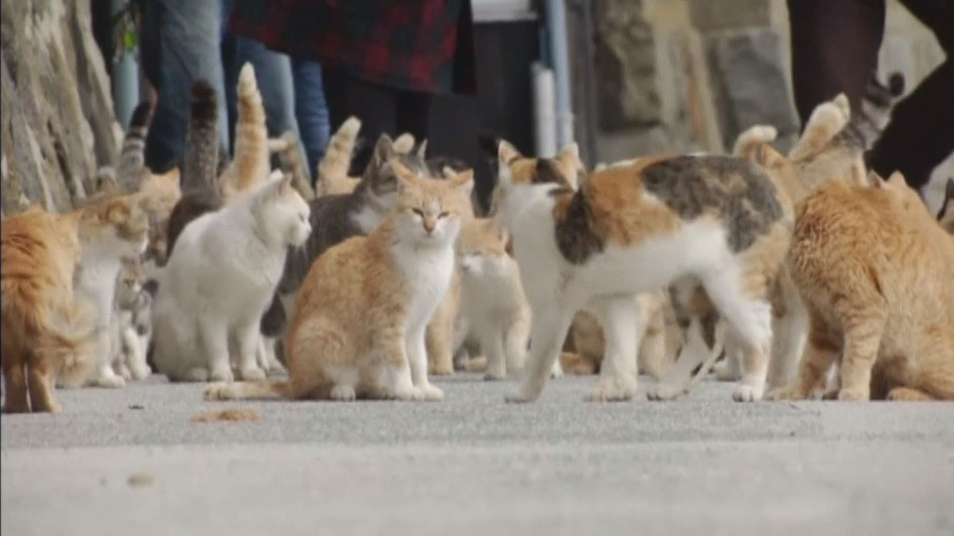 Japan: Aoshima island overrun by cats 