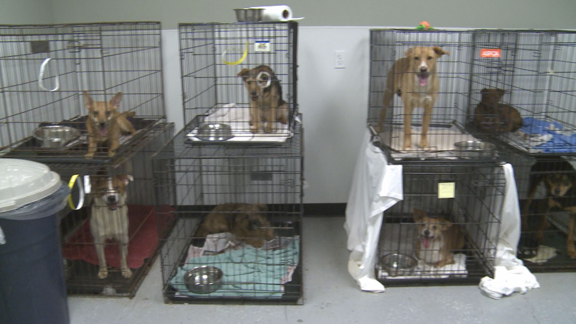 Dogs rescued from hoarding situation almost ready to adopt