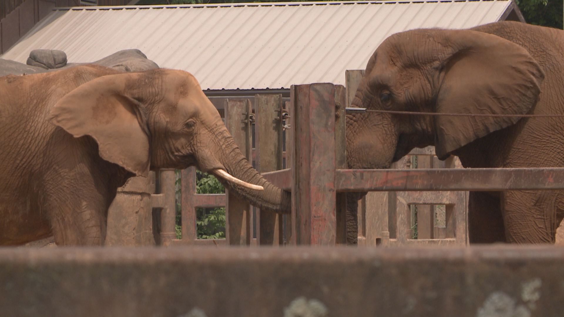 Elephants at Zoo Knoxville eat two massive pumpkins