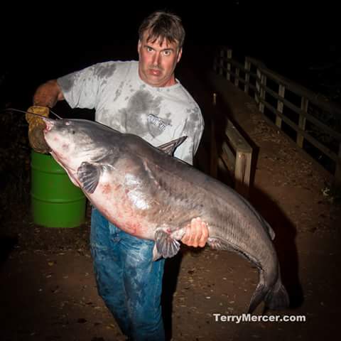 Largest catfish caught in tennessee