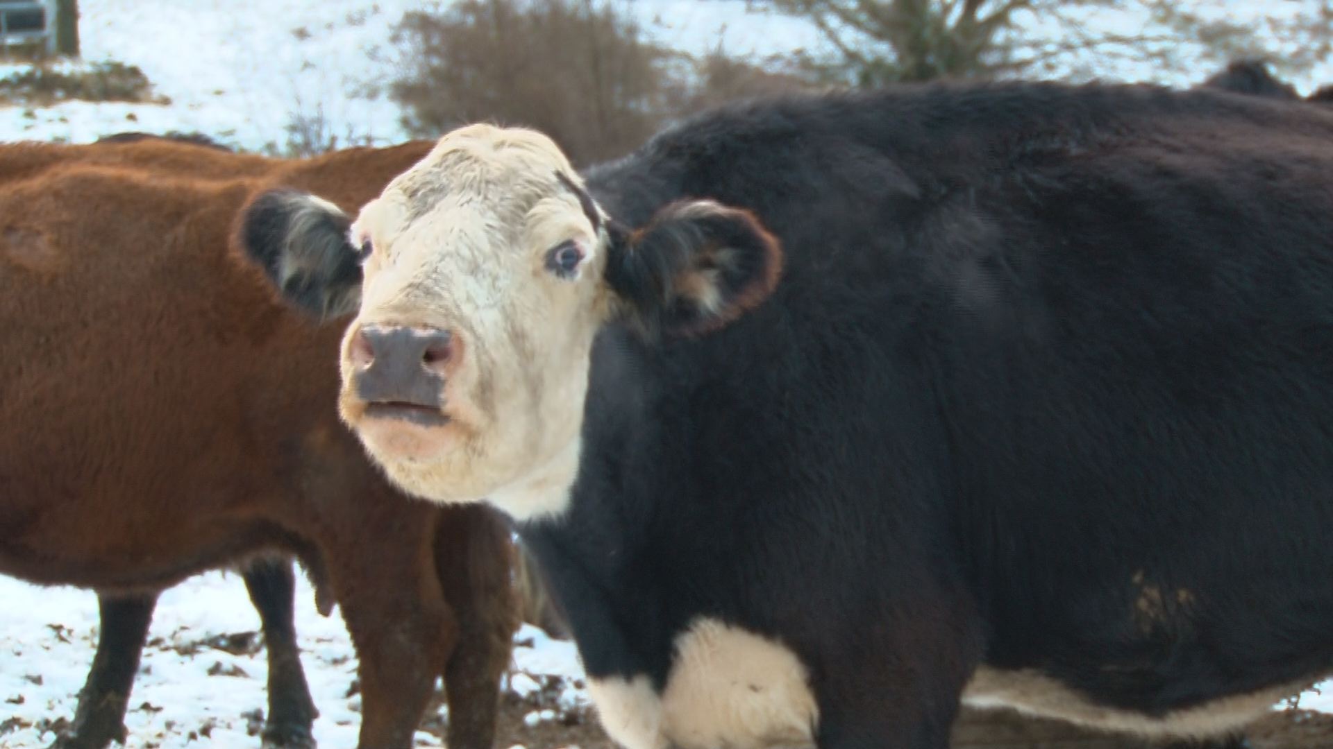 Winter Weather Drives Up Cost To Care For Cattle Wbir Com Belted