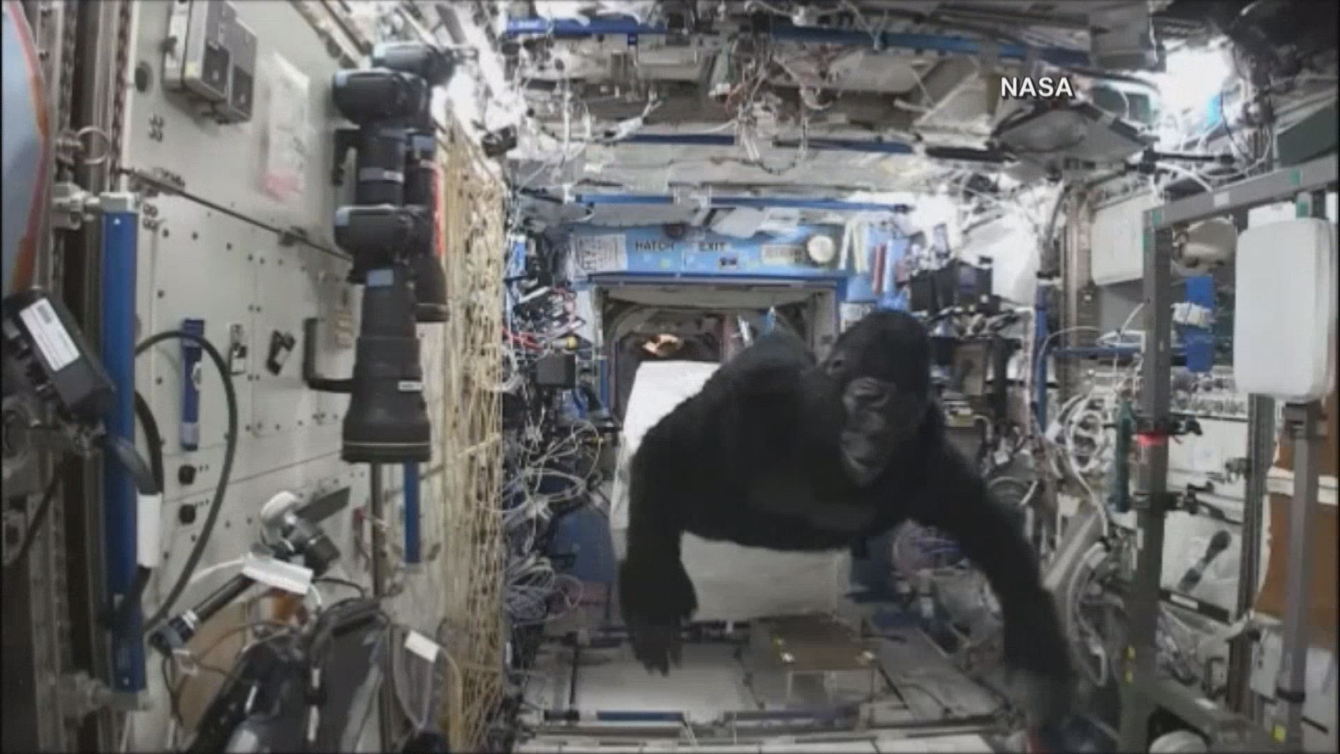 wbir.com | Astronaut Scott Kelly dresses up as a gorilla in space