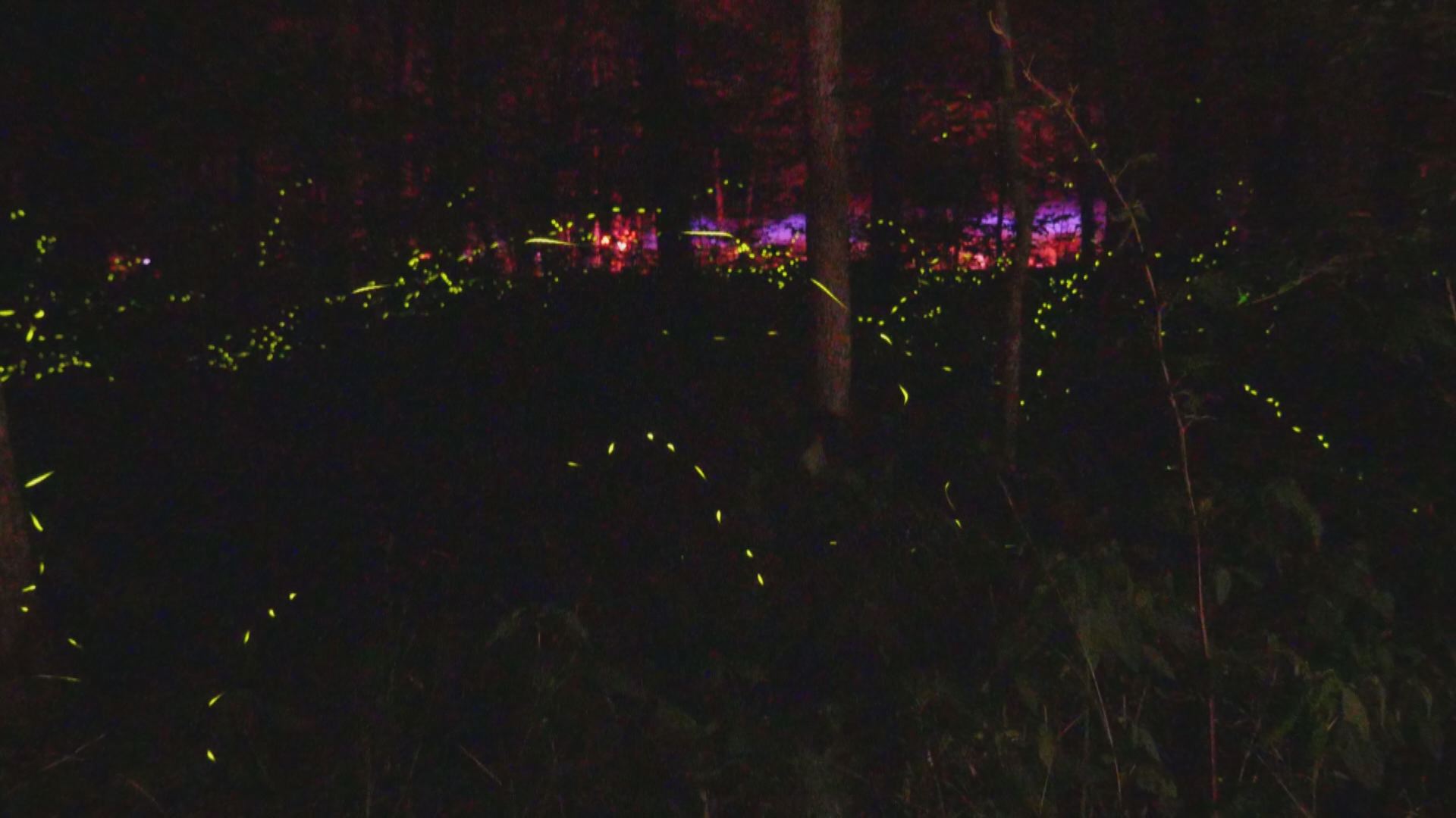 Enter the lottery for synchronous firefly viewing at Elkmont