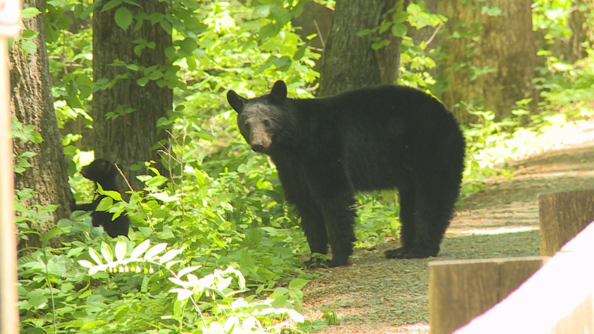 Black bears are migrating to Middle Tennessee