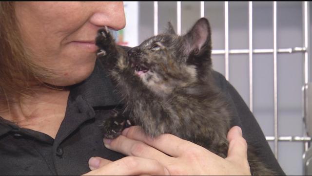 Kitten Stuck In Car Engine Survives 60 Mile Road Trip To Chattanooga 