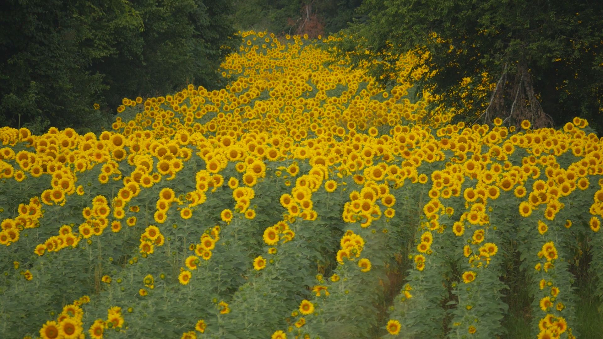 Sunflower field in South Knoxville