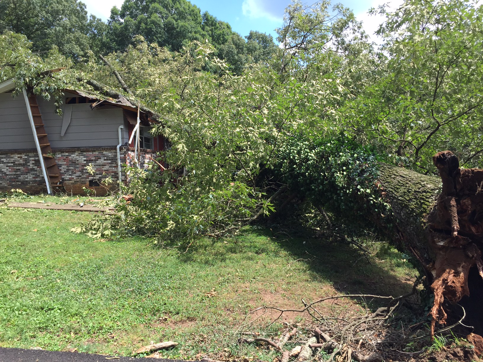 Tree falls in southeast Knoxville, crushing cars and two apartments