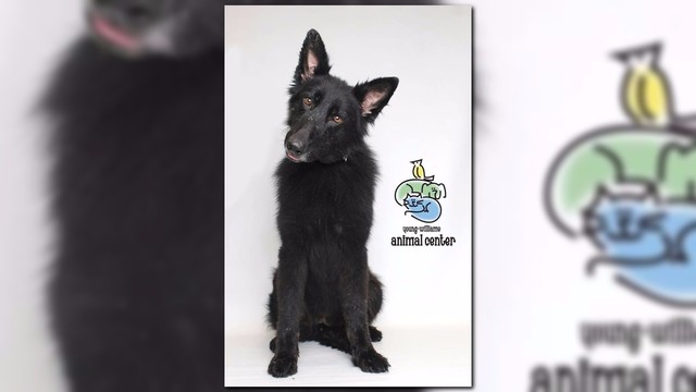 young williams animal center in need of dog treats wbir com young williams animal center in need of dog treats wbir com