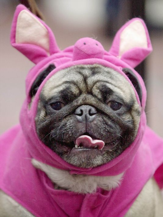 This Year's Most Fashionable Halloween Costumes For Dogs