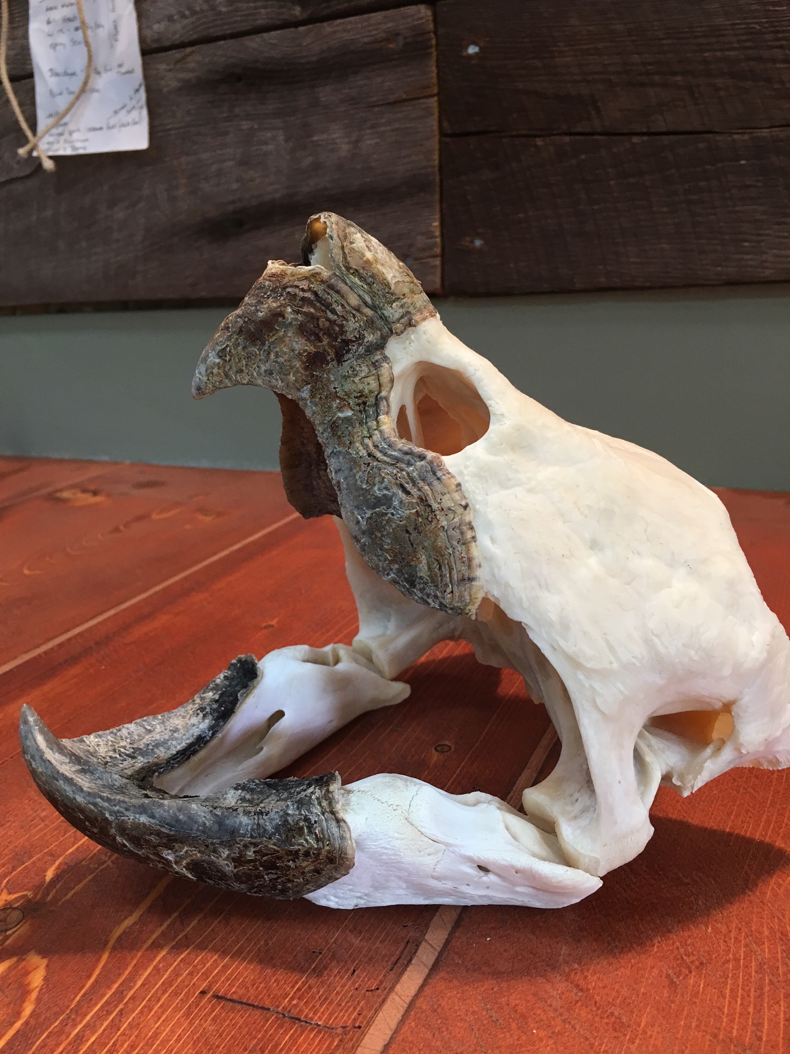 alligator snapping turtle skull