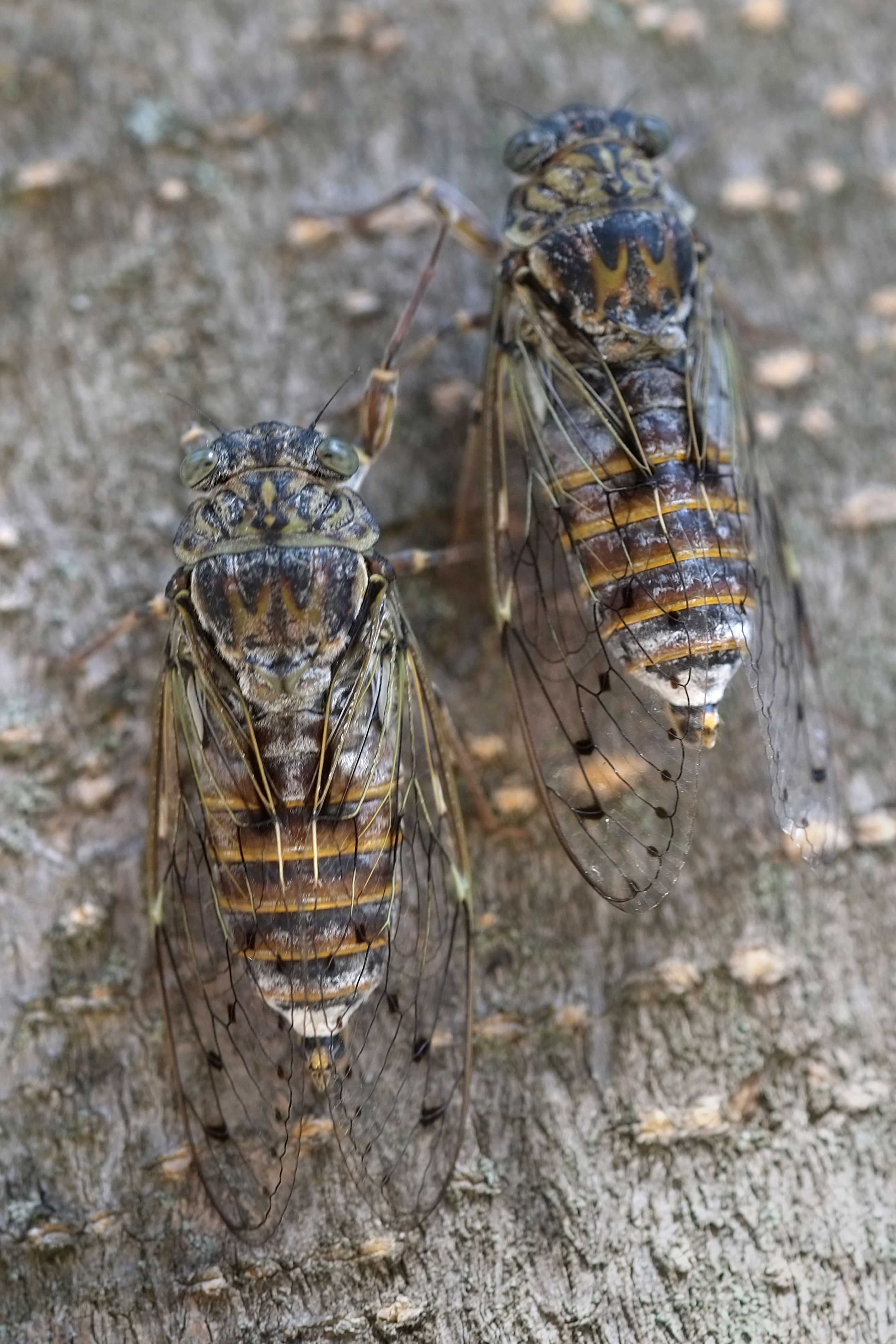 wbir-what-insects-are-you-hearing-some-sounds-of-summer-in-east