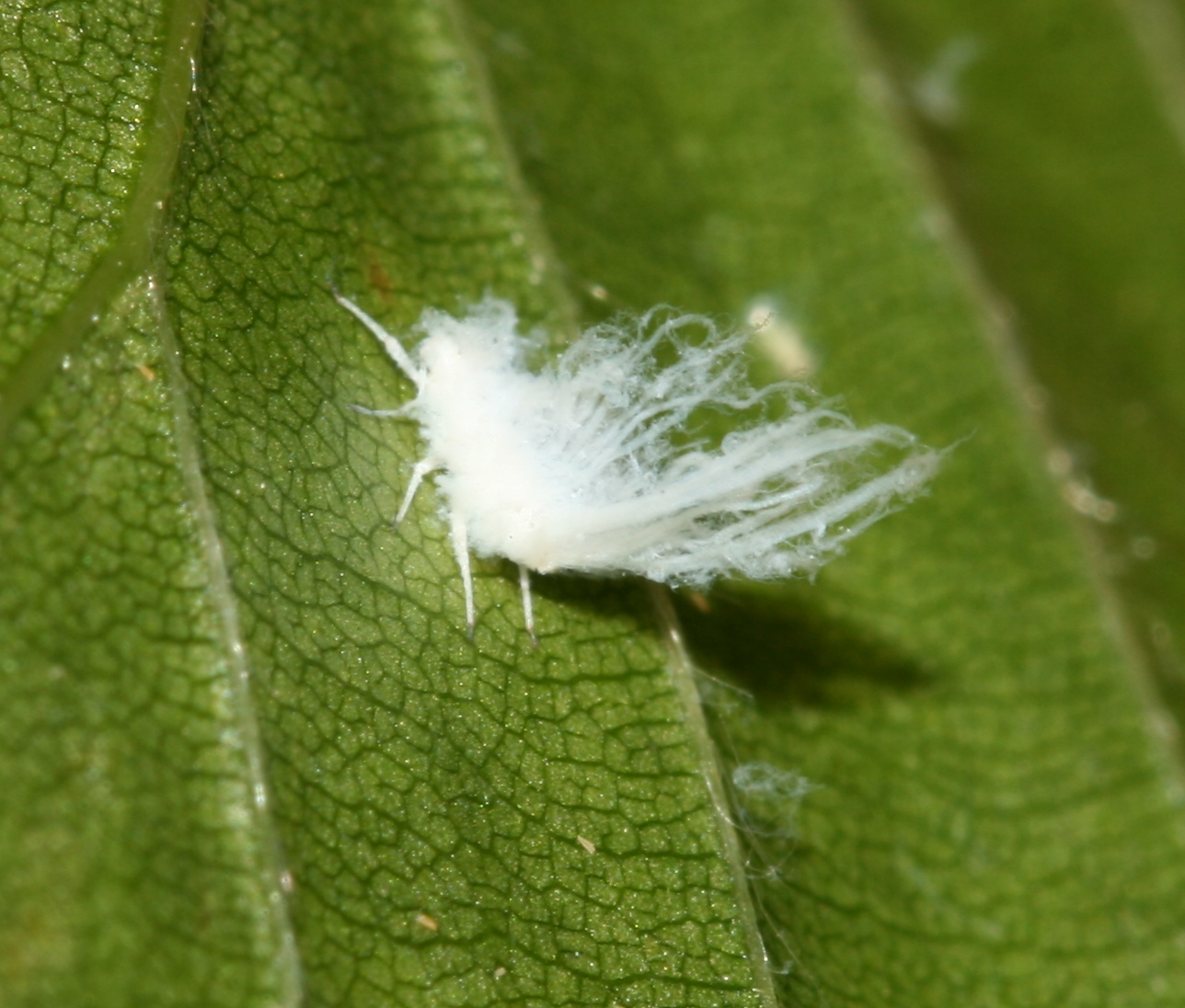 little white flying bugs on indoor plants