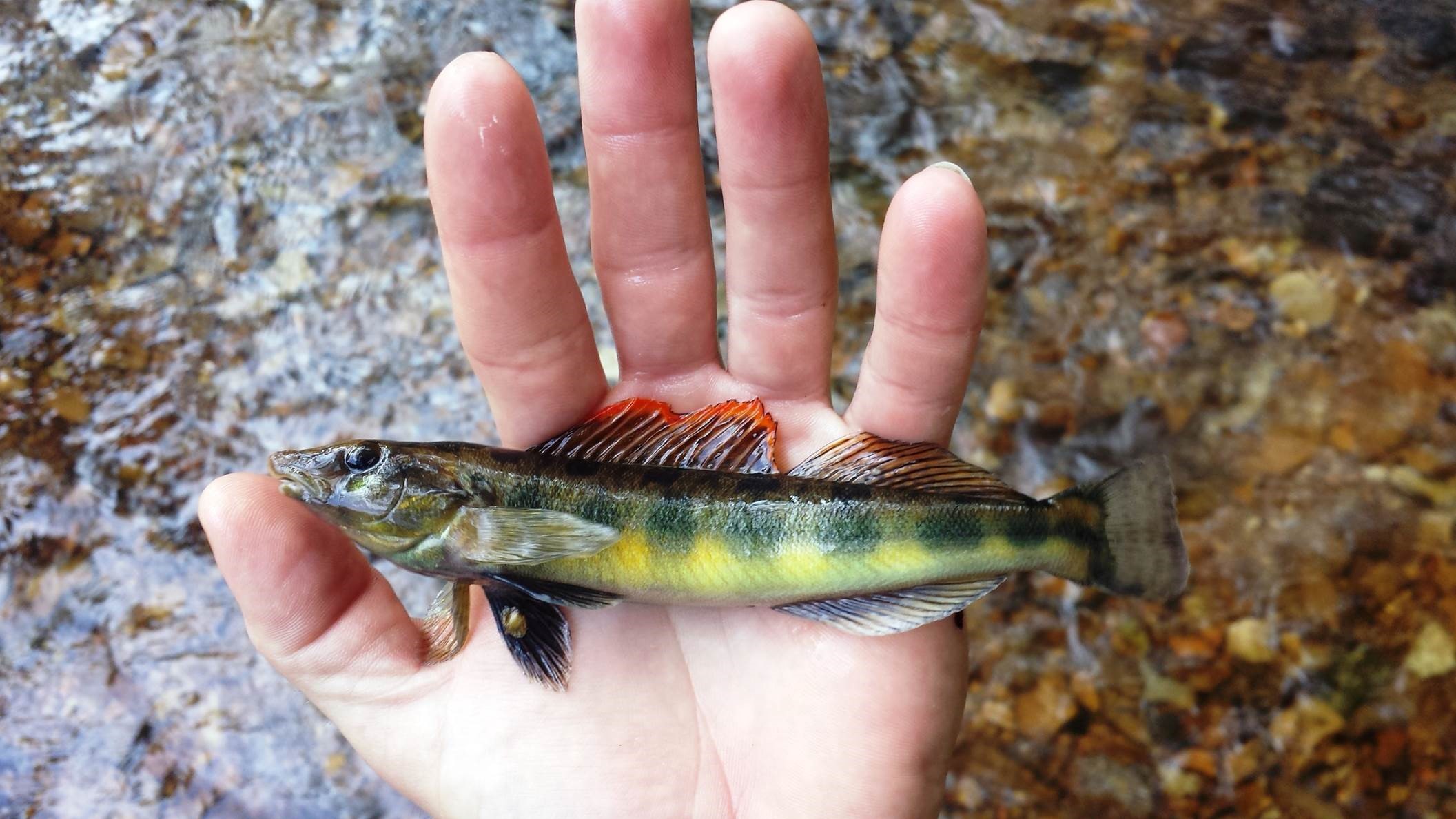 New fish discovered in Tennessee River Watershed