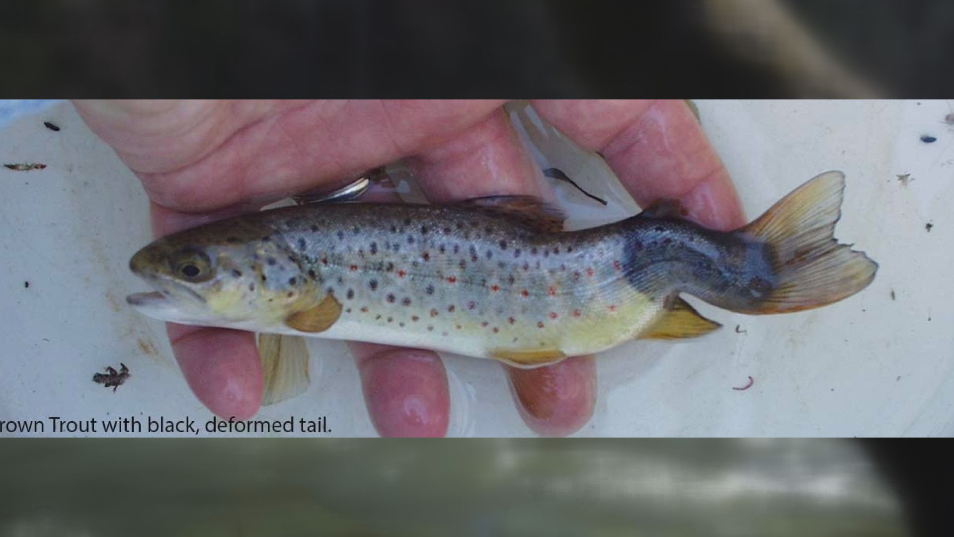 Deadly invasive parasite found in Tennessee trout