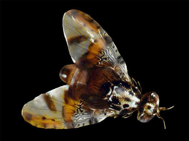 Asian fruit fly threatens TN crops | wbir.com