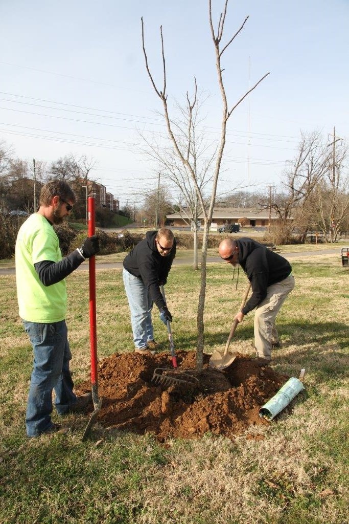 City of Knoxville planting more than 600 trees | wbir.com