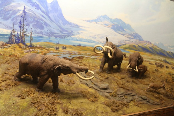 Woolly mammoths could be 'de-extinct' in 2 years | wbir.com