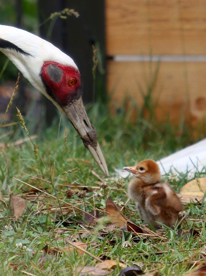 Red Crowned Crane Baby